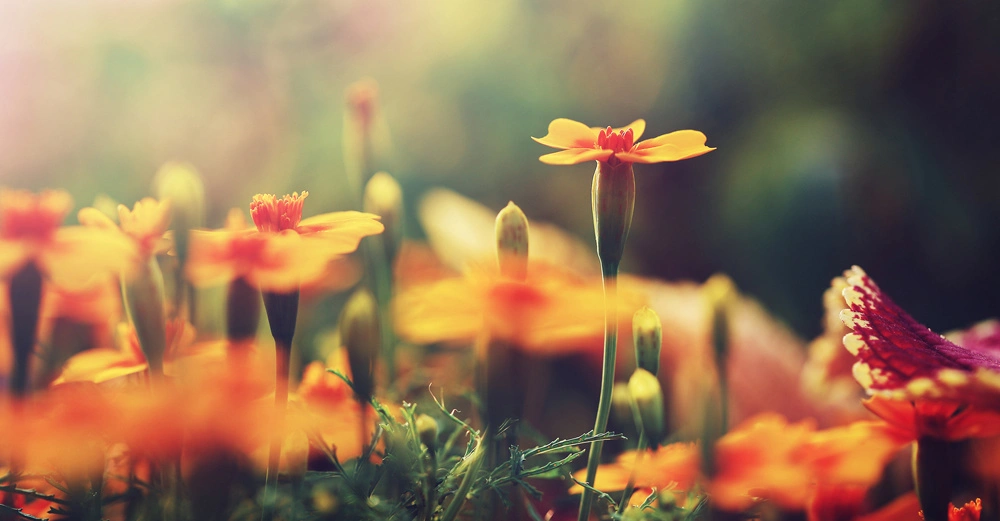 Orangefarbene Blumen wachsen in einer Wiese unter Sonnenlicht im Freien umgeben von unscharfem Grün und anderen Blütenknospen