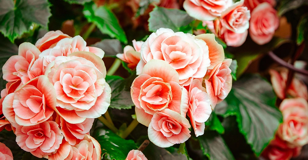 Mehrere rosafarbene Blumen blühen in Nahaufnahme mit grünen Blättern im Hintergrund.