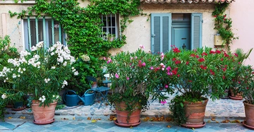 Mehrere große Blumentöpfe mit Oleanderblüten stehen auf einem gepflasterten Hof vor einem mit Efeu bedeckten Haus mit Fenstern und einer blauen Tür.