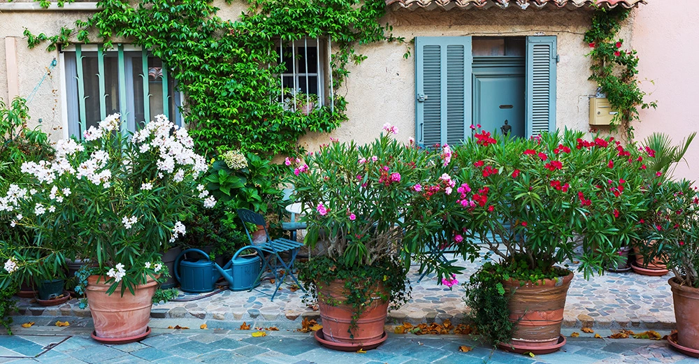 Mehrere große Blumentöpfe mit Oleanderblüten stehen auf einem gepflasterten Hof vor einem mit Efeu bedeckten Haus mit Fenstern und einer blauen Tür.