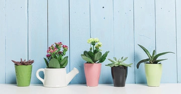 Fünf kleine Pflanzen in bunten Töpfen stehen nebeneinander auf einer weißen Oberfläche vor einer hellblauen Holzwand.