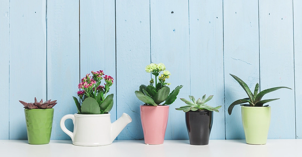Fünf kleine Pflanzen in bunten Töpfen stehen nebeneinander auf einer weißen Oberfläche vor einer hellblauen Holzwand.