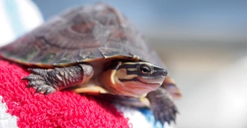 Eine Schildkröte ruht auf einem roten und weißen Handtuch. Der Hintergrund ist unscharf und zeigt einen hellen, unspezifischen Außenbereich.