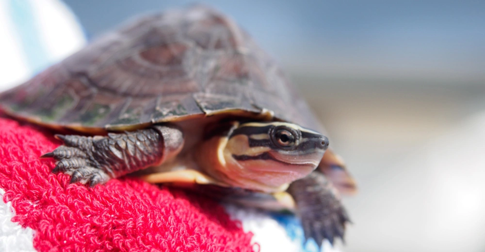 Eine Schildkröte ruht auf einem roten und weißen Handtuch. Der Hintergrund ist unscharf und zeigt einen hellen, unspezifischen Außenbereich.