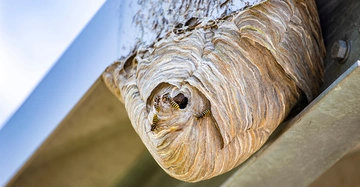 Gefährliches, bewohntes Wespennest an einer Gebäudestruktur aus Metall. Die Wespen fliegen ein und aus, was die Notwendigkeit einer sicheren und fachmännischen Wespennestentfernung durch einen Kammerjäger verdeutlicht.