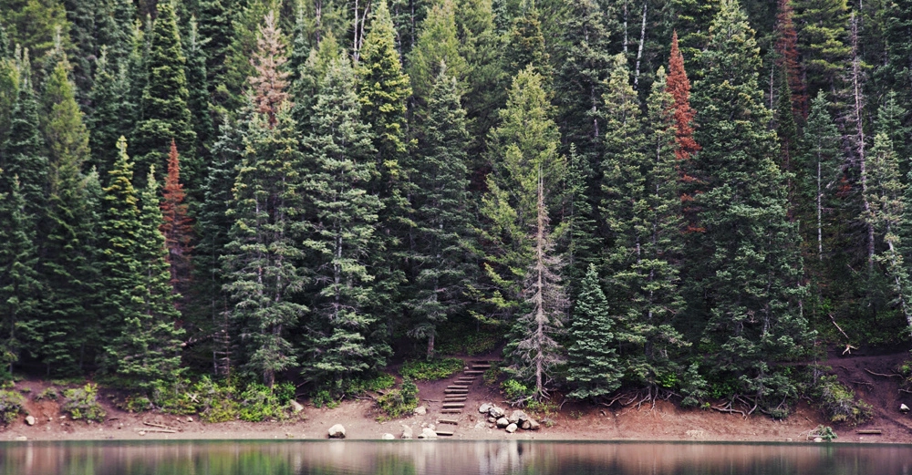 Treppenstufen führen durch einen dichten Wald aus hohen Nadelbäumen bis zu einem See am Waldrand.