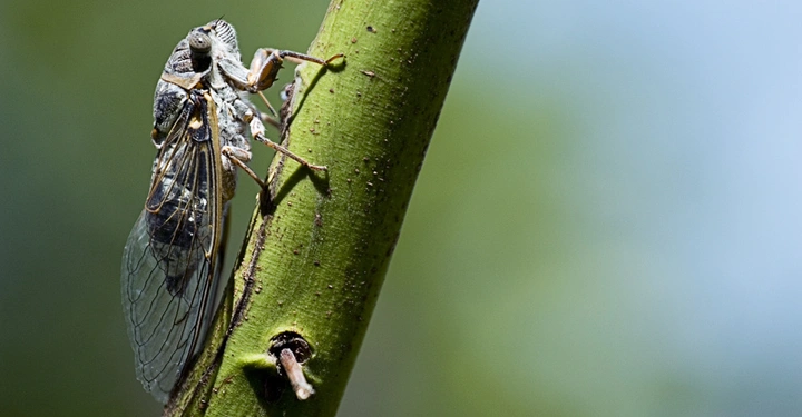 Insekt sitzt auf einem grünen Zweig in einem natürlichen Außenbereich mit unscharfem grün-blauem Hintergrund.