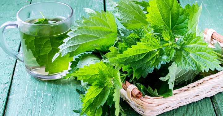Eine Glastasse mit Tee und frischen grünen Blättern steht neben einem Korb voller Brennnesseln auf einem grünen Holztisch