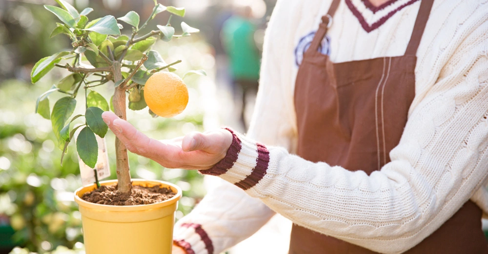 Person hält einen kleinen Zitronenbaum in einem gelben Topf draußen in einer gefüllten, sonnigen Gartenumgebungtrage. Trägt einen cremefarbenen Strickpullover und braune Schürze.