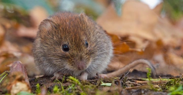 Eine kleine braune Maus sitzt auf dem Waldboden zwischen Moos und Herbstblättern im Wald.