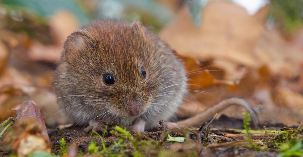 Eine kleine braune Maus sitzt auf dem Waldboden zwischen Moos und Herbstblättern im Wald.