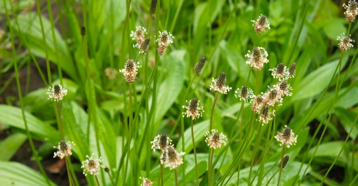 Spitzwegerich mit den typischen kleinen Blütenköpfchen auf Wiese