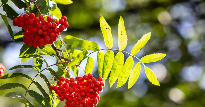 Rote Beeren hängen von einem Zweig detaillierter Laubblätter die grün gefärbt sind in einem lichtdurchfluteten Hintergrund mit verschwommenen Baumkronen.
