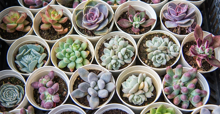 Galerie-Bild 3: Verschiedene Sukkulente in bunten Farben aus der Vogelperspektive.