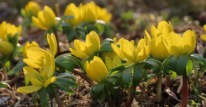 Gelbe Winterlinge wachsen aus dem Boden und strecken sich an einem Frühlingstag der Sonne entgegen.
