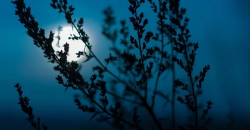 Zweige sind gegen den Mondhintergrund hervorgehoben stehen still in einer nächtlichen Szene beleuchtet von blauem Mondlicht und umgeben von Dämmerung.
