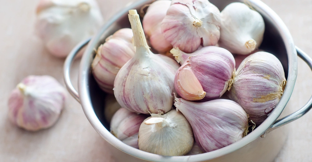 Knoblauchköpfe liegen in einem Metalltopf bunt gemischt mit rosafarbenen und weißen Schalen auf einer hellen Unterlage während einige Knoblauchknollen außerhalb des Topfes auf dem Tisch verteilt sind
