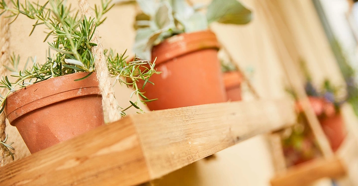 Galerie-Bild 6: COMPO Rosmarin im Pflanzregal Kopie.jpg