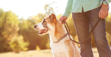Ein Hund sitzt neben einem Menschen, der eine Leine hält. Beide befinden sich im Freien auf einer Wiese mit Bäumen im Hintergrund.