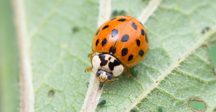 Marienkäfer krabbelt auf einem grünen Blatt das hellgrüne Adern hat und leicht behaart ist.