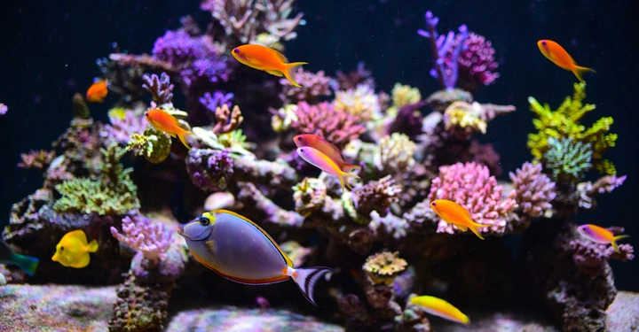 Farbige Fische schwimmen über einem Korallenriff in einem Aquarium umgeben von violetten gelben und grünen Korallen.
