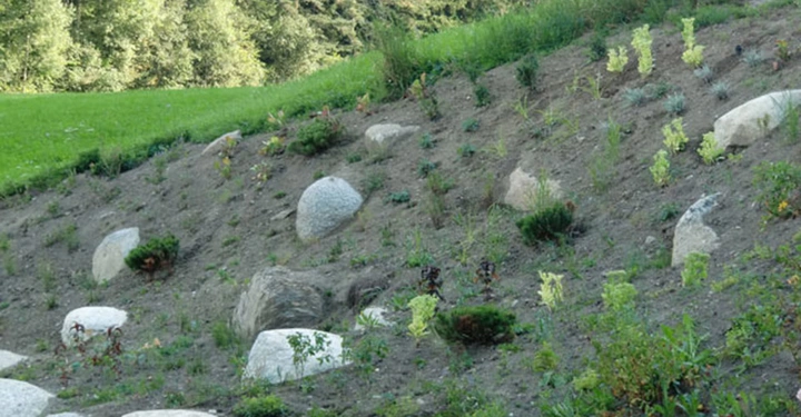 Große Steine liegen verteilt auf einem bewachsenen Hang in einem grünen Waldgebiet mit Bäumen im Hintergrund.
