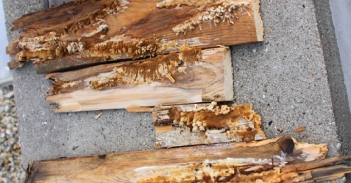 Galerie-Bild 9: Holzstücke liegen auf einem Betontisch, das Holz ist teilweise verrottet und weist pilzartige Strukturen auf. Umgebung ist eine kiesbedeckte Fläche.