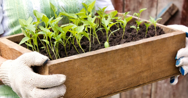 Holzkasten mit jungen Pflanzensetzlingen wird von Person mit Gartenhandschuhen getragen im Gartenumfeld vor einem Holzzaun