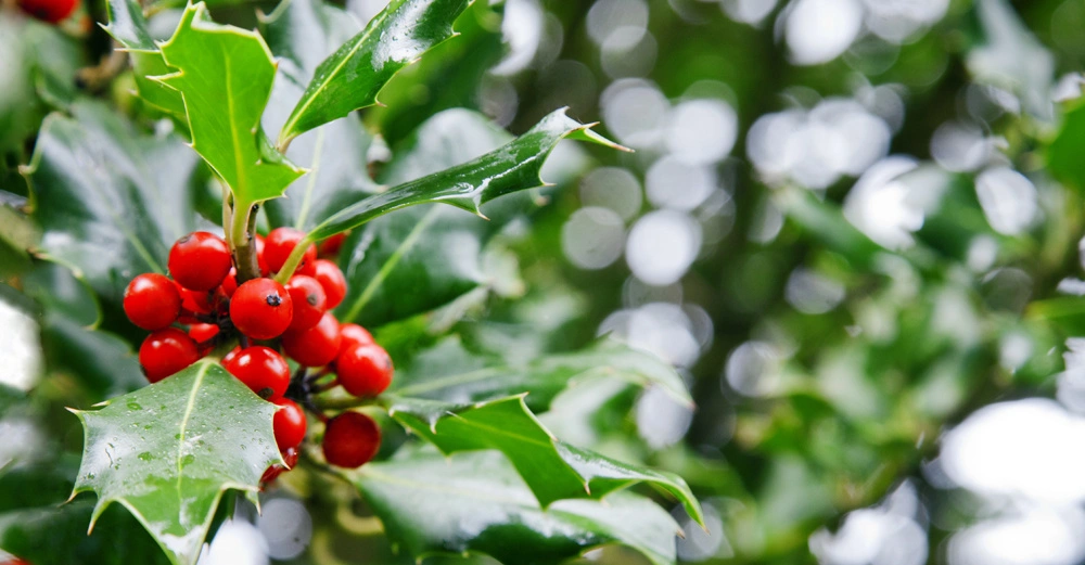 Grüne Stechpalmenblätter mit roten Beeren hängen an einem Zweig im Freien mit unscharfem Hintergrund aus mehr Pflanzen und Lichtflecken.