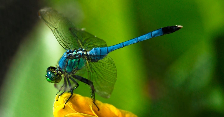 Eine blaue Libelle sitzt auf einem gelben Blütenblatt in einer grünen, verschwommenen Naturumgebung.