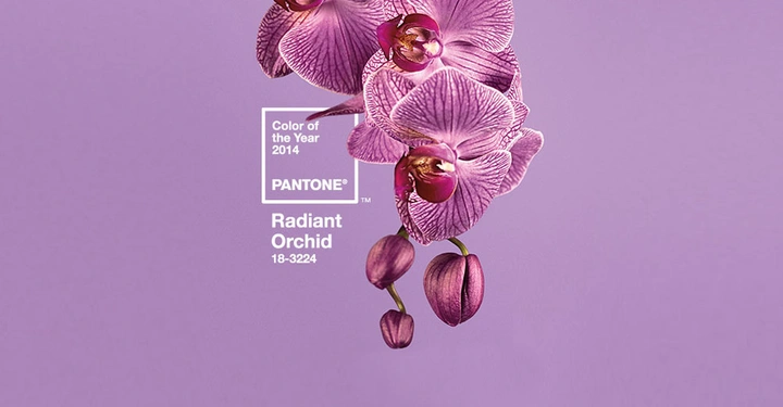 Galerie-Bild 13: Mehrere violette Orchideen hängen auf einem lila Hintergrund, umgeben von Text Color of the Year 2014 PANTONE Radiant Orchid 18-3224