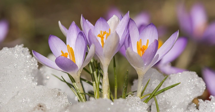 Violette Krokusse sprießen an einem kalten Tag aus einem Haufen Schnee.