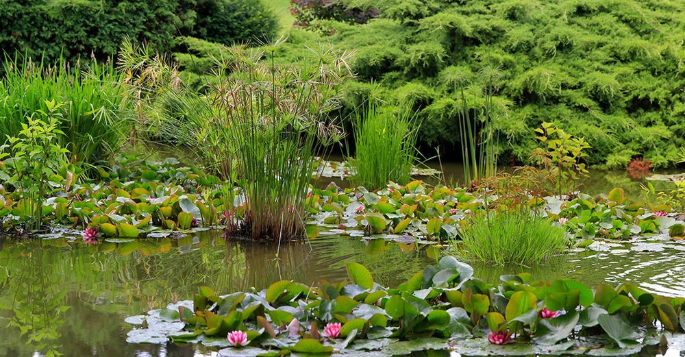 großer, naturbelassener Gartenteich mit vielen Seerosen und anderen Wasserpflanzen an der Oberfläche