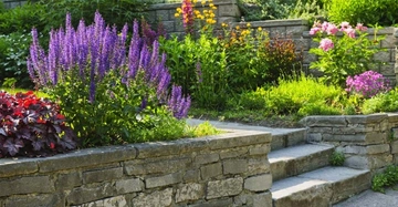 Lila und rote Blumen wachsen in einem steinernen Terrassengarten der von einer Treppe aus Stein durchzogen wird umgeben von grünem Gras und verschiedenen bunten Blumen überall.