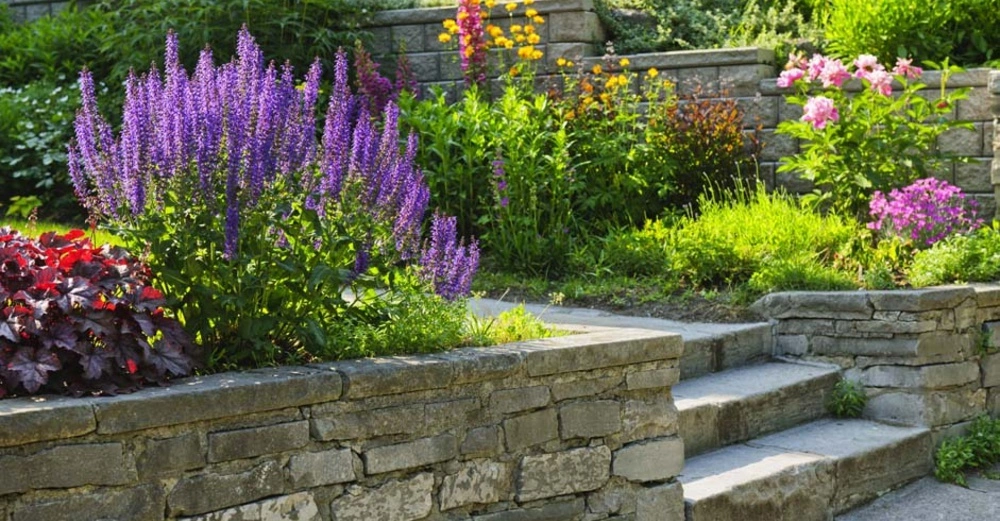 Lila und rote Blumen wachsen in einem steinernen Terrassengarten der von einer Treppe aus Stein durchzogen wird umgeben von grünem Gras und verschiedenen bunten Blumen überall.