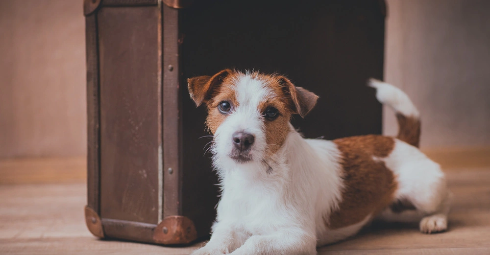 Hund liegt vor einem großen braunen Koffer auf einem Holzboden in einem Raum mit weichen Farben im Hintergrund.