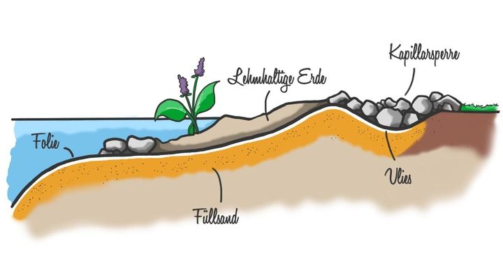 Pflanze und Steine liegen auf Lehmboden und Füllsand mit einer Schicht Vlies darunter. Links ist eine Wasserfläche mit einer Folie. Beschriftungen: Folie Füllsand Vlies Lehmhaltige Erde Kapillarsperre.