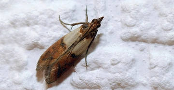 Großaufnahme einer braun-beigen Dörrobstmotte, die Lebensmittel befällt auf weißer Hauswand