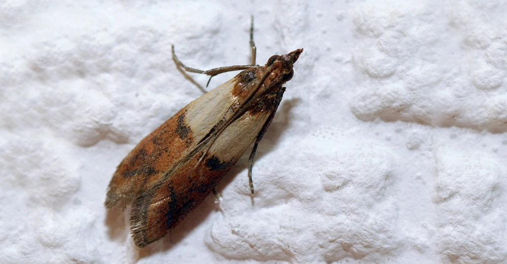 Großaufnahme einer braun-beigen Dörrobstmotte, die Lebensmittel befällt auf weißer Hauswand