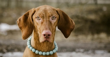Hund mit braunem Fell und großen Ohren trägt eine Kette aus großen hellblauen Perlen steht im Freien mit unscharfem Hintergrund und einigen Schneeflecken.