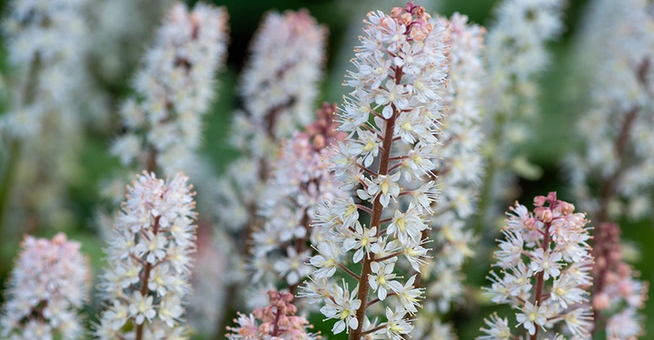 Galerie-Bild 4: AdobeStock_301853388_1000.jpg