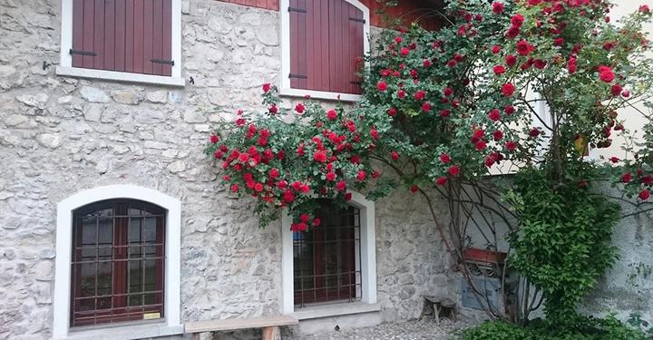 Steinhaus mit Holzläden an den Fenstern rote Rosen ranken sich an der Fassade ein Holzbänklein steht vor zwei unteren Fenstern im gepflasterten Hof.