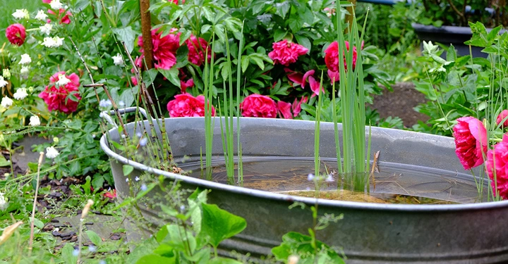 Metallwanne enthalten Wasser und Schilfrohr umgeben von blühenden roten und weißen Rosenblüten in einem dicht bepflanzten Garten.