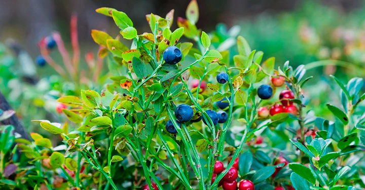 Schwarzbeeren und Preiselbeeren in Großaufnahme. Preiselbeeren noch nicht ganz reif. Bestimmende Farben blau, rot und grün in Schattierungen