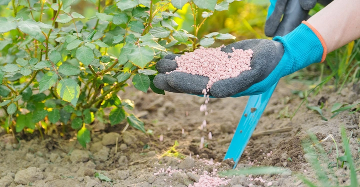 Hand mit Handschuh streut Düngemittel um eine Pflanze im Gartenboden.