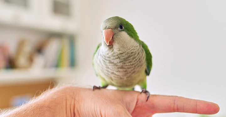 Ein Vogel sitzt auf der Hand. Mietrecht für Vögel als Haustiere.