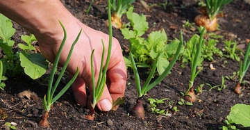 Hand zieht eine kleine Zwiebel aus der Erde in einem Gemüsebeet mit grünen Pflanzen und anderen Zwiebeln im Hintergrund