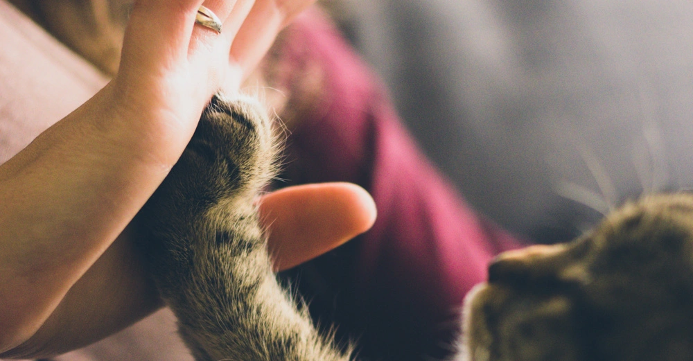 Hand und Katzenpfote berühren sich sanft ein Mensch und eine Katze in einem gemütlichen Raum mit unscharfem Hintergrund vermutlich einem Sofa.