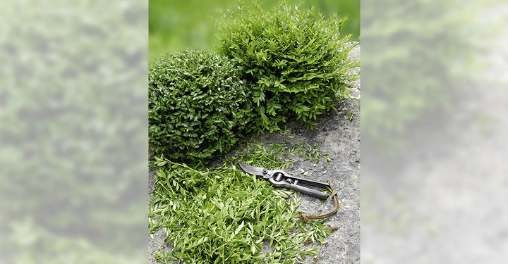 Gartenschere liegt auf dem Boden neben frisch geschnittenen Buchsbaumzweigen und zwei Buchsbaumsträuchern im grünen Garten.