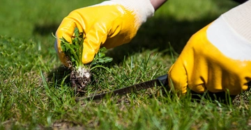 Hände in gelben Handschuhen ziehen Unkraut aus dem Rasen im Freien
